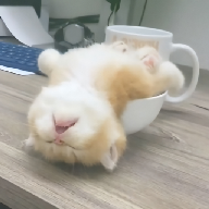 看黄直播APP应用